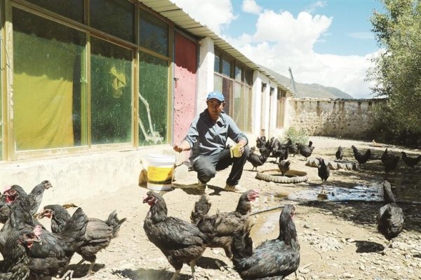 长城配资 藏鸡“啄”出致富路