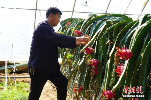 丰泰优配 （乡村行·看振兴）晋北黄土地结出“热带果” 农旅融合拓宽振兴路
